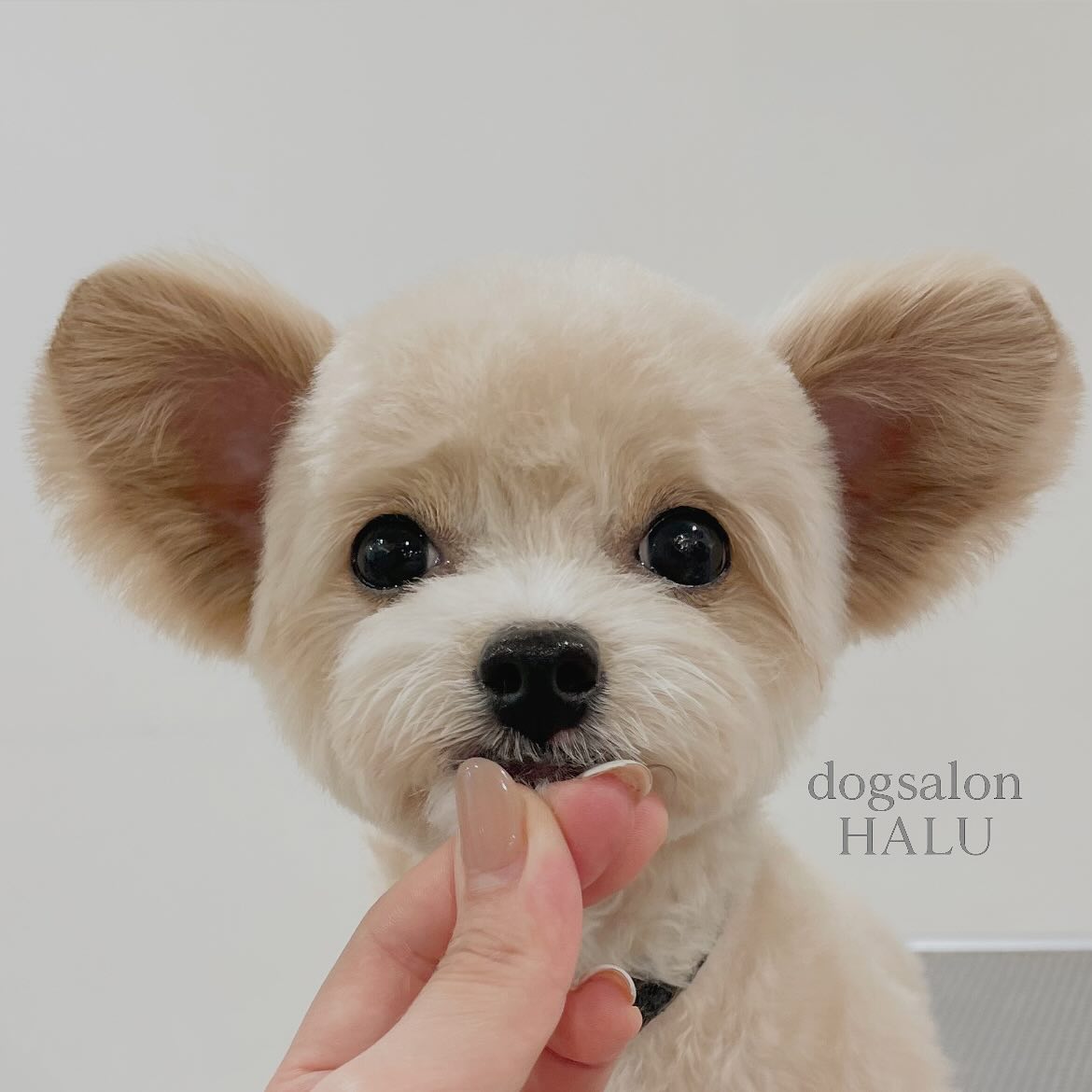 .
.
.
#相模原ドッグサロン #相模原#橋本#町田#八王子#HALU #トリミング #トリミングサロン#ペットサロン #ナチュラルサロン #オーガニックケア #ReFa#ドッグボディケア#完全予約制 #愛犬との時間
