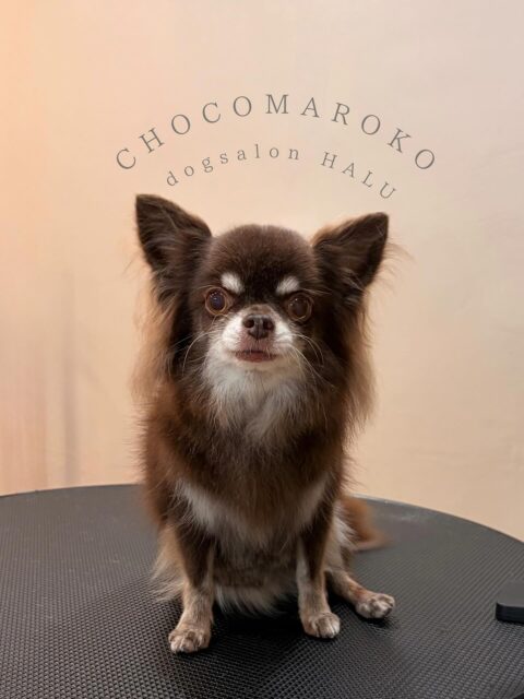 .

◎チョコまろ子ちゃん

✦┈┈┈┈┈┈┈┈┈┈┈┈┈┈┈✦

@2ndgarden__withpets 

ペットと一緒に撮影できる開放的な路面スタジオ
年内サロンご利用のお客様限定で
HALUオープン記念撮影料¥5000 OFF
お問い合わせお待ちしてます𓏸𓈒𓍯𓈒 ◌

#トリミング#ドックサロン#相模原市#ひとりまー