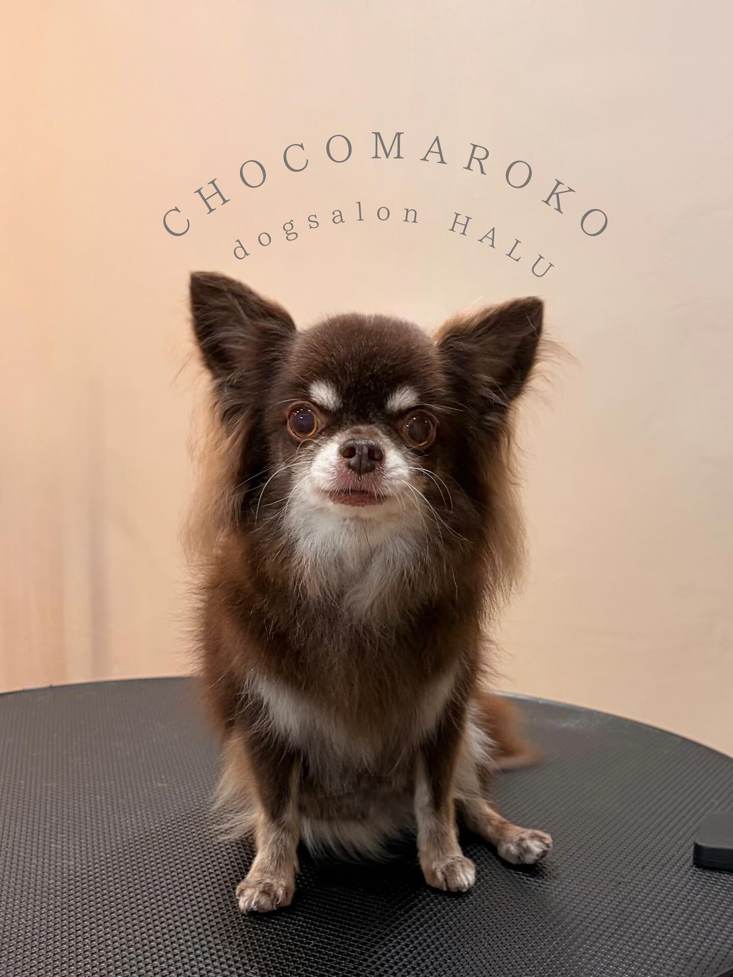 .

◎チョコまろ子ちゃん

✦┈┈┈┈┈┈┈┈┈┈┈┈┈┈┈✦

@2ndgarden__withpets 

ペットと一緒に撮影できる開放的な路面スタジオ
年内サロンご利用のお客様限定で
HALUオープン記念撮影料¥5000 OFF
お問い合わせお待ちしてます𓏸𓈒𓍯𓈒 ◌

#トリミング#ドックサロン#相模原市#ひとりまー