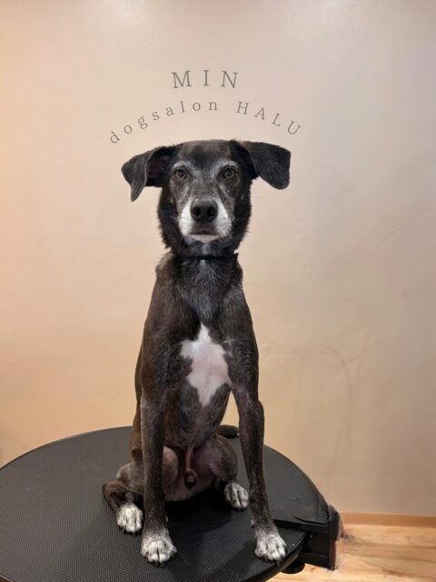 .

◎ミンちゃん

✦┈┈┈┈┈┈┈┈┈┈┈┈┈┈┈✦

@2ndgarden__withpets 

ペットと一緒に撮影できる開放的な路面スタジオ
年内サロンご利用のお客様限定で
HALUオープン記念撮影料¥5000 OFF
お問い合わせお待ちしてます𓏸𓈒𓍯𓈒 ◌

#トリミング#ドックサロン#相模原市#ひとりまー