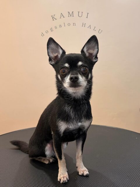 .

◎神威ちゃん

✦┈┈┈┈┈┈┈┈┈┈┈┈┈┈┈✦

@2ndgarden__withpets 

ペットと一緒に撮影できる開放的な路面スタジオ
年内サロンご利用のお客様限定で
HALUオープン記念撮影料¥5000 OFF
お問い合わせお待ちしてます𓏸𓈒𓍯𓈒 ◌

#トリミング#ドックサロン#相模原市#ひとりまー