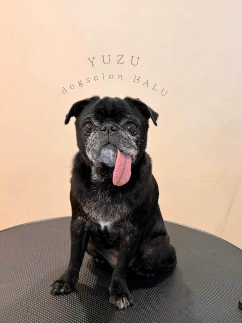 .

◎ゆずちゃん

✦┈┈┈┈┈┈┈┈┈┈┈┈┈┈┈✦

@2ndgarden__withpets 

ペットと一緒に撮影できる開放的な路面スタジオ
年内サロンご利用のお客様限定で
HALUオープン記念撮影料¥5000 OFF
お問い合わせお待ちしてます𓏸𓈒𓍯𓈒 ◌

#トリミング#ドックサロン#相模原市#ひとりまー