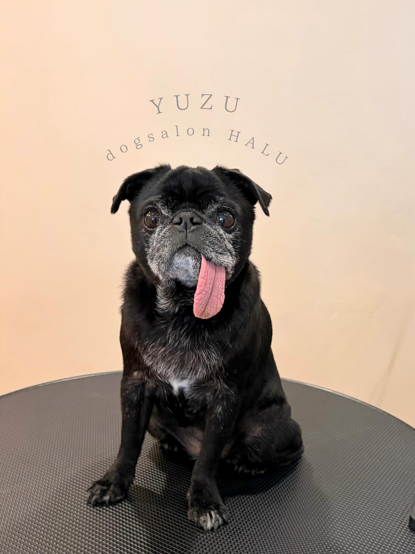 .

◎ゆずちゃん

✦┈┈┈┈┈┈┈┈┈┈┈┈┈┈┈✦

@2ndgarden__withpets 

ペットと一緒に撮影できる開放的な路面スタジオ
年内サロンご利用のお客様限定で
HALUオープン記念撮影料¥5000 OFF
お問い合わせお待ちしてます𓏸𓈒𓍯𓈒 ◌

#トリミング#ドックサロン#相模原市#ひとりまー