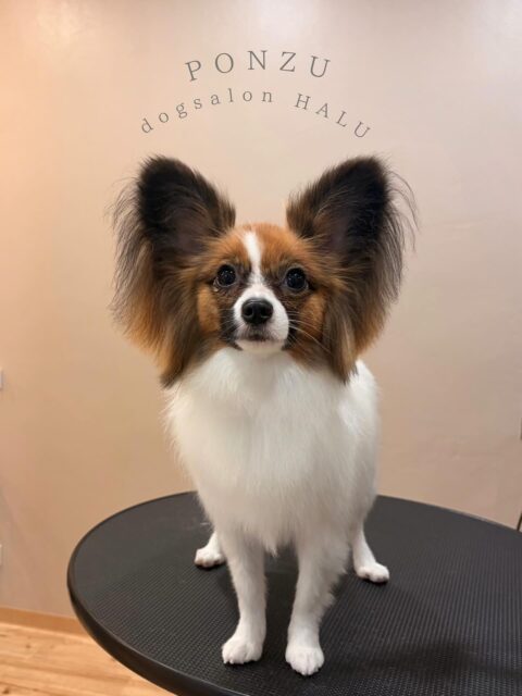 .

◎ぽんずちゃん

✦┈┈┈┈┈┈┈┈┈┈┈┈┈┈┈✦

@2ndgarden__withpets 

ペットと一緒に撮影できる開放的な路面スタジオ
年内サロンご利用のお客様限定で
HALUオープン記念撮影料¥5000 OFF
お問い合わせお待ちしてます𓏸𓈒𓍯𓈒 ◌

#トリミング#ドックサロン#相模原市#ひとりまー