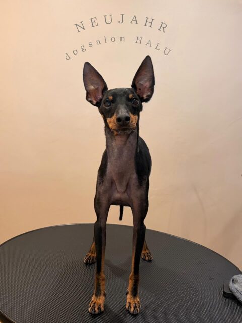 .

◎ノイヤールちゃん

✦┈┈┈┈┈┈┈┈┈┈┈┈┈┈┈✦

@2ndgarden__withpets 

ペットと一緒に撮影できる開放的な路面スタジオ
年内サロンご利用のお客様限定で
HALUオープン記念撮影料¥5000 OFF
お問い合わせお待ちしてます𓏸𓈒𓍯𓈒 ◌

#トリミング#ドックサロン#相模原市#ひとりまー