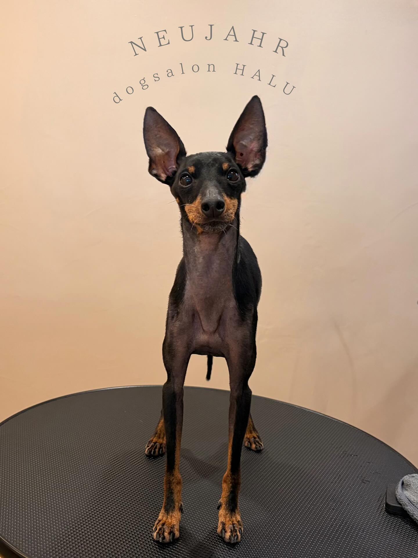 .

◎ノイヤールちゃん

✦┈┈┈┈┈┈┈┈┈┈┈┈┈┈┈✦

@2ndgarden__withpets 

ペットと一緒に撮影できる開放的な路面スタジオ
年内サロンご利用のお客様限定で
HALUオープン記念撮影料¥5000 OFF
お問い合わせお待ちしてます𓏸𓈒𓍯𓈒 ◌

#トリミング#ドックサロン#相模原市#ひとりまー