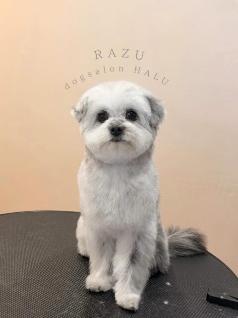 .

◎ラズちゃん

✦┈┈┈┈┈┈┈┈┈┈┈┈┈┈┈✦

@2ndgarden__withpets 

ペットと一緒に撮影できる開放的な路面スタジオ
年内サロンご利用のお客様限定で
HALUオープン記念撮影料¥5000 OFF
お問い合わせお待ちしてます𓏸𓈒𓍯𓈒 ◌

#トリミング#ドックサロン#相模原市#ひとりまー