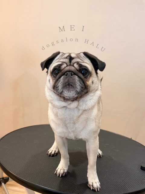 .

◎めいちゃん

✦┈┈┈┈┈┈┈┈┈┈┈┈┈┈┈✦

@2ndgarden__withpets 

ペットと一緒に撮影できる開放的な路面スタジオ
年内サロンご利用のお客様限定で
HALUオープン記念撮影料¥5000 OFF
お問い合わせお待ちしてます𓏸𓈒𓍯𓈒 ◌

#トリミング#ドックサロン#相模原市#ひとりまー