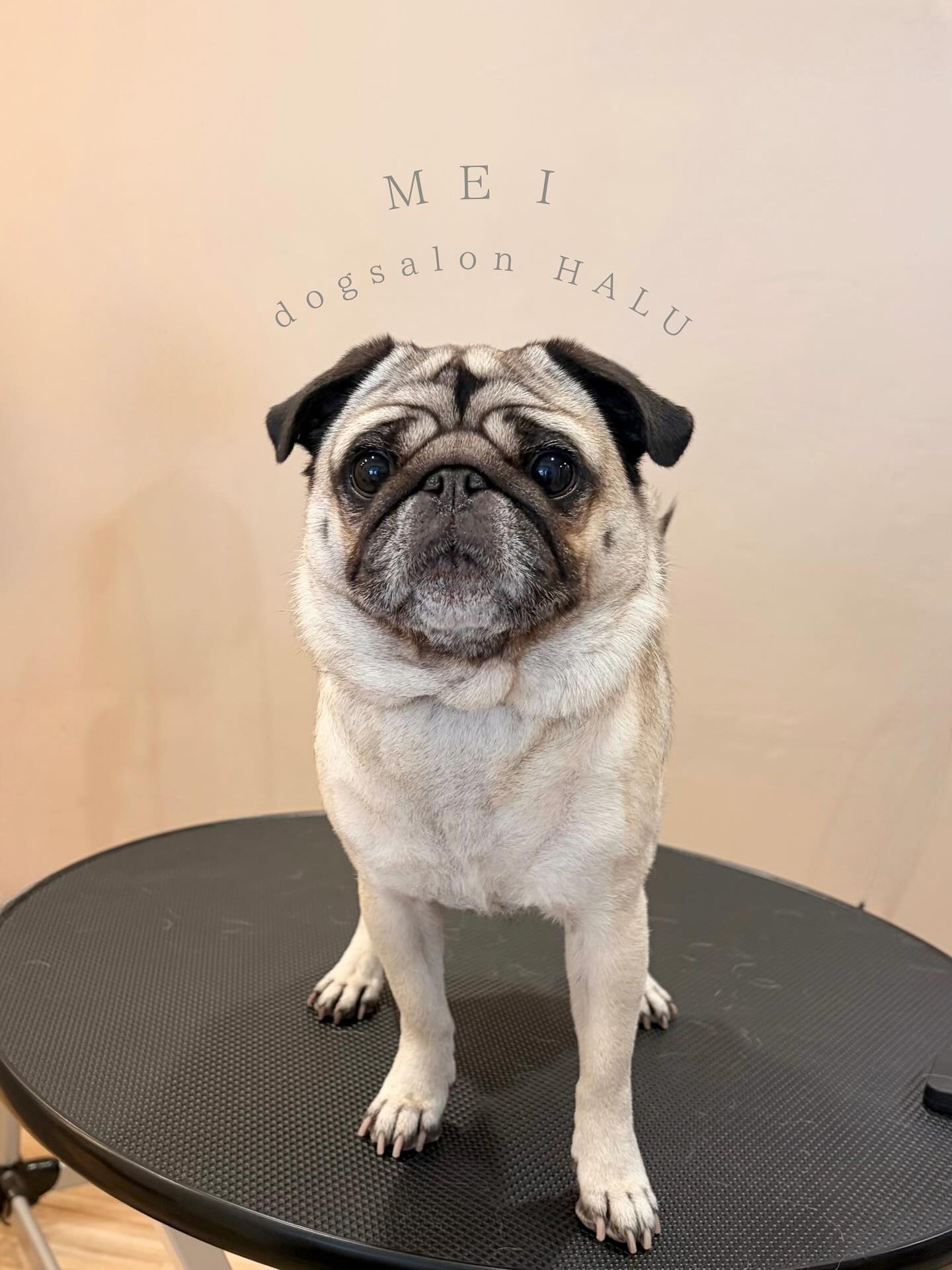 .

◎めいちゃん

✦┈┈┈┈┈┈┈┈┈┈┈┈┈┈┈✦

@2ndgarden__withpets 

ペットと一緒に撮影できる開放的な路面スタジオ
年内サロンご利用のお客様限定で
HALUオープン記念撮影料¥5000 OFF
お問い合わせお待ちしてます𓏸𓈒𓍯𓈒 ◌

#トリミング#ドックサロン#相模原市#ひとりまー