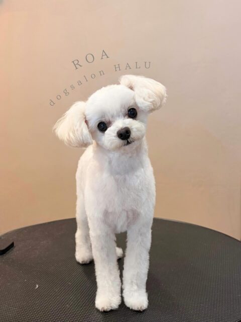 .

◎ロアちゃん

✦┈┈┈┈┈┈┈┈┈┈┈┈┈┈┈✦

@2ndgarden__withpets 

ペットと一緒に撮影できる開放的な路面スタジオ
年内サロンご利用のお客様限定で
HALUオープン記念撮影料¥5000 OFF
お問い合わせお待ちしてます𓏸𓈒𓍯𓈒 ◌

#トリミング#ドックサロン#相模原市#ひとりまー