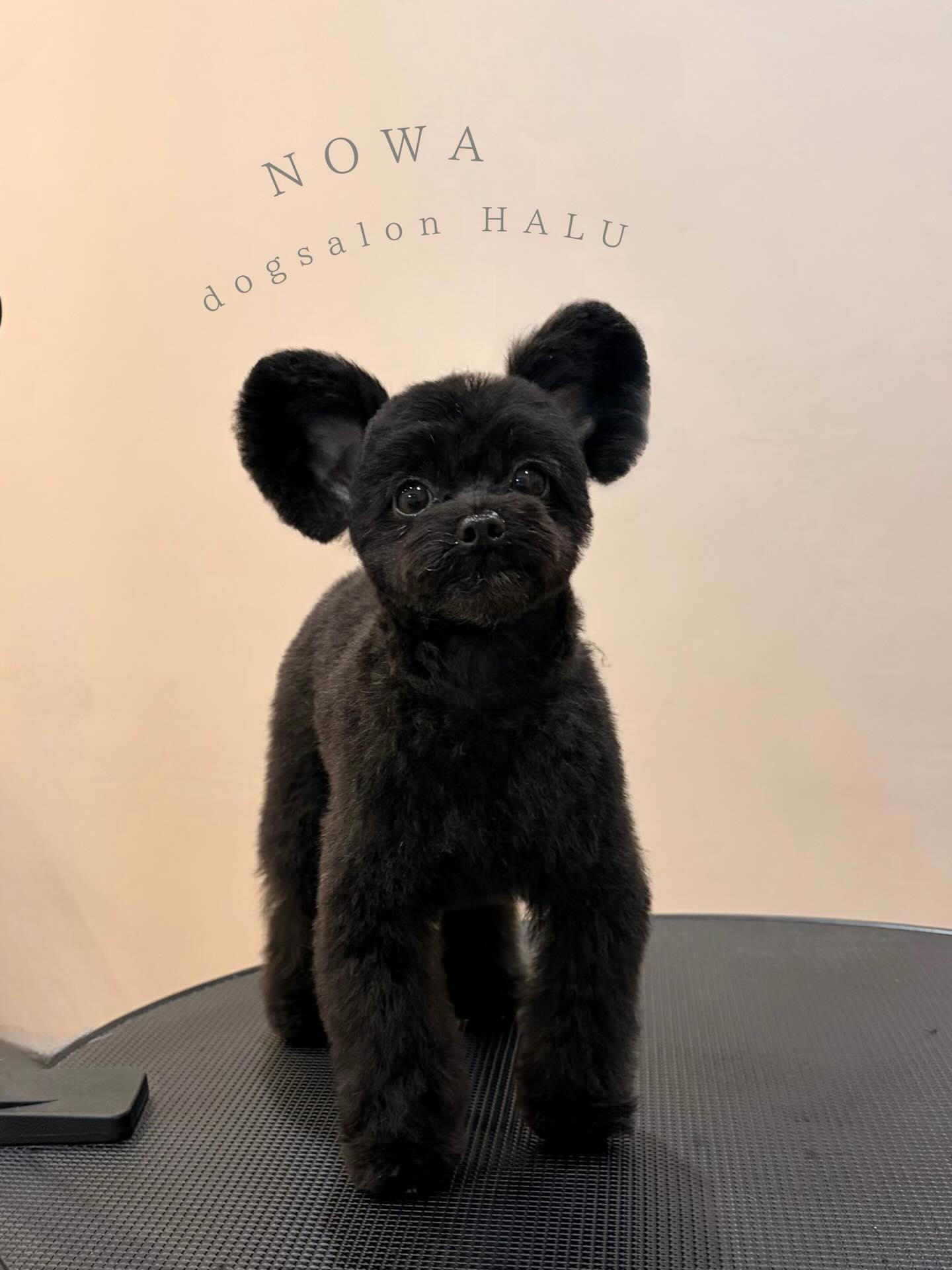 .

◎ノワちゃん

✦┈┈┈┈┈┈┈┈┈┈┈┈┈┈┈✦

@2ndgarden__withpets 

ペットと一緒に撮影できる開放的な路面スタジオ
年内サロンご利用のお客様限定で
HALUオープン記念撮影料¥5000 OFF
お問い合わせお待ちしてます𓏸𓈒𓍯𓈒 ◌

#トリミング#ドックサロン#相模原市#ひとりまー