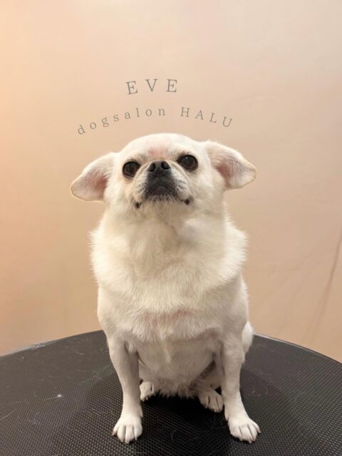 .

◎イヴちゃん

✦┈┈┈┈┈┈┈┈┈┈┈┈┈┈┈✦

@2ndgarden__withpets 

ペットと一緒に撮影できる開放的な路面スタジオ
年内サロンご利用のお客様限定で
HALUオープン記念撮影料¥5000 OFF
お問い合わせお待ちしてます𓏸𓈒𓍯𓈒 ◌

#トリミング#ドックサロン#相模原市#ひとりまー