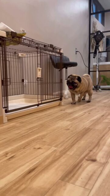 .
◎三郎ちゃん

幼なじみのワンコ三郎ちゃん🤭
久しぶりに会えてとっても嬉しかったです🐶✨

お友達とお話ししながらのシャンプー中、
たま〜に友達の方を見て助けを求める姿が可愛くて…笑

冬支度で抜け毛もたっぷり！
全身スッキリして気持ちよくなったねぇ〜😁

お帰りの時にはモフモフさん達に囲まれて
ちょっと圧倒されてる姿にキュンでした🥹💓

✦┈┈┈┈┈┈┈┈┈┈┈┈┈┈┈✦

@2ndgarden__withpets 

ペットと一緒に撮影できる開放的な路面スタジオ
年内サロンご利用のお客様限定で
HALUオープン記念撮影料¥5000 OFF
お問い合わせお待ちしてます𓏸𓈒𓍯𓈒 ◌

#トリミング#ドックサロン#相模原市#ひとりまー