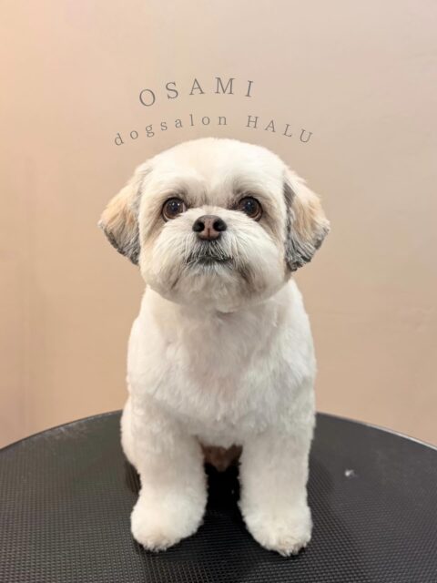 .

◎おさ美ちゃん

✦┈┈┈┈┈┈┈┈┈┈┈┈┈┈┈✦

@2ndgarden__withpets 

ペットと一緒に撮影できる開放的な路面スタジオ
年内サロンご利用のお客様限定で
HALUオープン記念撮影料¥5000 OFF
お問い合わせお待ちしてます𓏸𓈒𓍯𓈒 ◌

#トリミング#ドックサロン#相模原市#ひとりまー