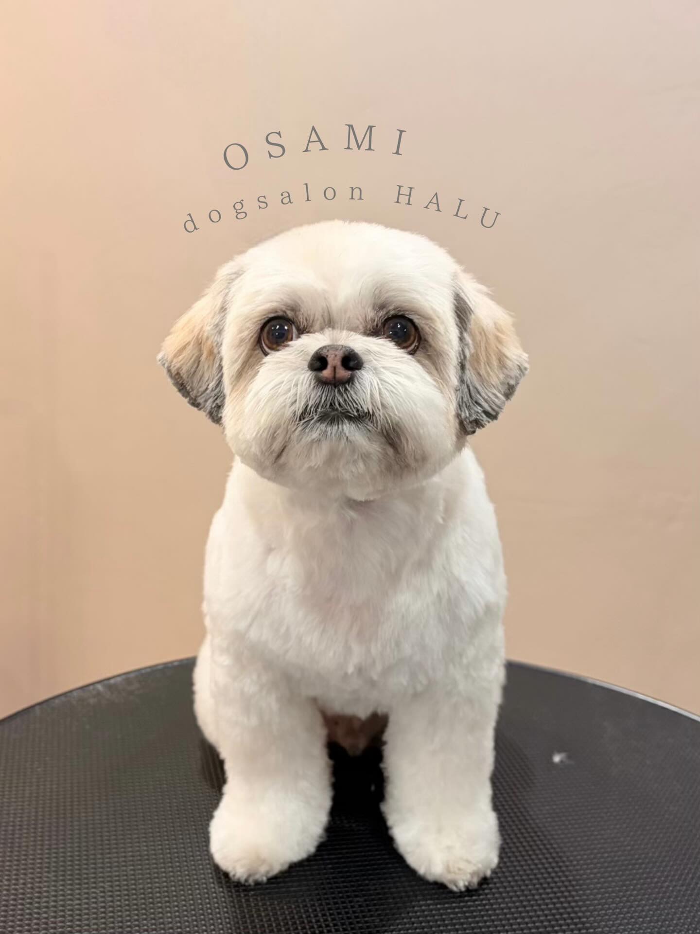 .

◎おさ美ちゃん

✦┈┈┈┈┈┈┈┈┈┈┈┈┈┈┈✦

@2ndgarden__withpets 

ペットと一緒に撮影できる開放的な路面スタジオ
年内サロンご利用のお客様限定で
HALUオープン記念撮影料¥5000 OFF
お問い合わせお待ちしてます𓏸𓈒𓍯𓈒 ◌

#トリミング#ドックサロン#相模原市#ひとりまー