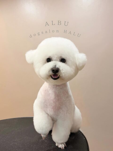 .

◎アルブちゃん

✦┈┈┈┈┈┈┈┈┈┈┈┈┈┈┈✦

@2ndgarden__withpets 

ペットと一緒に撮影できる開放的な路面スタジオ
年内サロンご利用のお客様限定で
HALUオープン記念撮影料¥5000 OFF
お問い合わせお待ちしてます𓏸𓈒𓍯𓈒 ◌

#トリミング#ドックサロン#相模原市#ひとりまー