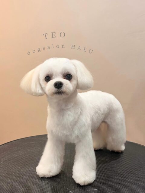 .

◎テオちゃん

✦┈┈┈┈┈┈┈┈┈┈┈┈┈┈┈✦

@2ndgarden__withpets 

ペットと一緒に撮影できる開放的な路面スタジオ
年内サロンご利用のお客様限定で
HALUオープン記念撮影料¥5000 OFF
お問い合わせお待ちしてます𓏸𓈒𓍯𓈒 ◌

#トリミング#ドックサロン#相模原市#ひとりまー