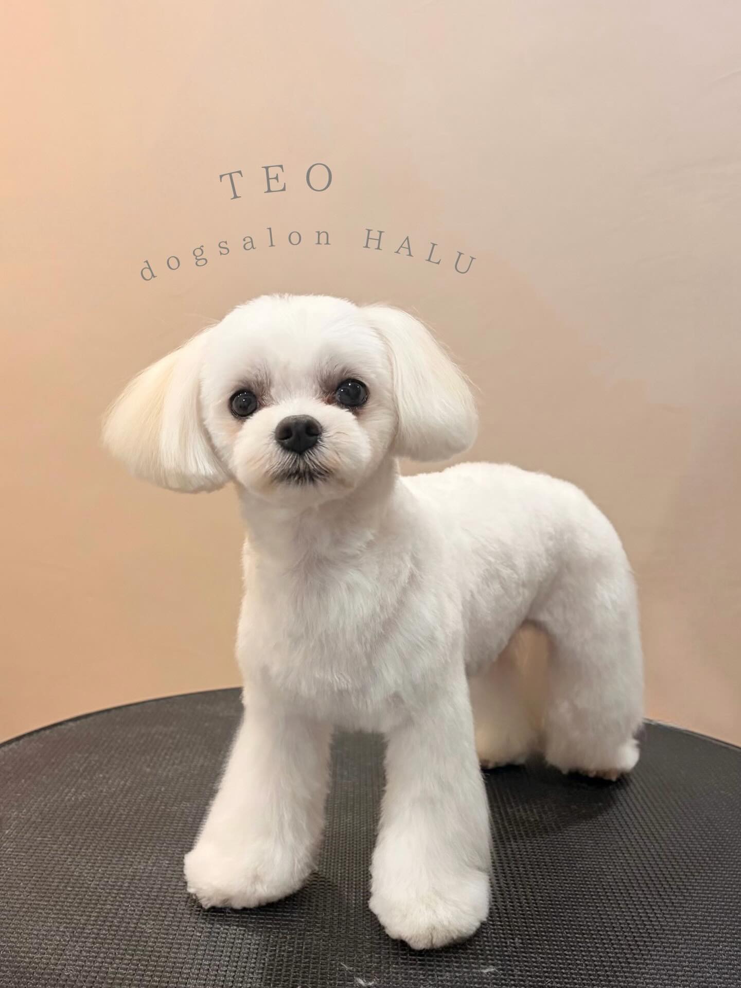 .

◎テオちゃん

✦┈┈┈┈┈┈┈┈┈┈┈┈┈┈┈✦

@2ndgarden__withpets 

ペットと一緒に撮影できる開放的な路面スタジオ
年内サロンご利用のお客様限定で
HALUオープン記念撮影料¥5000 OFF
お問い合わせお待ちしてます𓏸𓈒𓍯𓈒 ◌

#トリミング#ドックサロン#相模原市#ひとりまー