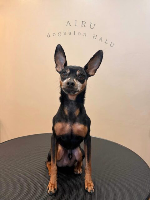 .

◎アイルちゃん

✦┈┈┈┈┈┈┈┈┈┈┈┈┈┈┈✦

@2ndgarden__withpets 

ペットと一緒に撮影できる開放的な路面スタジオ
年内サロンご利用のお客様限定で
HALUオープン記念撮影料¥5000 OFF
お問い合わせお待ちしてます𓏸𓈒𓍯𓈒 ◌

#トリミング#ドックサロン#相模原市#ひとりまー