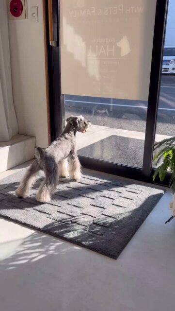 .

◎ハルちゃん

お店と同じお名前のハルちゃんです☺️
遠吠えがとってもお上手でその姿が
とても微笑ましかったです🤭✨️

お母様のお迎えを首を長くして待っていました🦒💓

✦┈┈┈┈┈┈┈┈┈┈┈┈┈┈┈✦

@2ndgarden__withpets 

ペットと一緒に撮影できる開放的な路面スタジオ
年内サロンご利用のお客様限定で
HALUオープン記念撮影料¥5000 OFF
お問い合わせお待ちしてます𓏸𓈒𓍯𓈒 ◌

#トリミング#ドックサロン#相模原市#ひとりまー