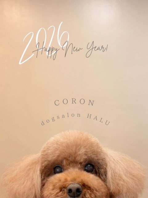 .
◎コロンちゃん
✦┈┈┈┈┈┈┈┈┈┈┈┈┈┈┈✦
@2ndgarden__withpets
ペットと一緒に撮影できる開放的な路面スタジオ
柔らかな光とナチュラルな世界観で
いつもの表情をちょっぴり特別に𓆸 𓈒𓏸
トリミング後にそのまま撮影もできます❅*॰ॱ
#トリミング#ドックサロン#相模原市#ひとりまー