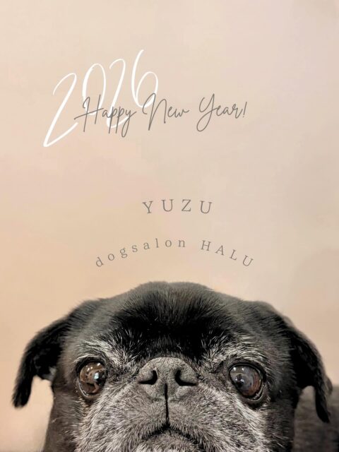 .
◎ゆずちゃん
✦┈┈┈┈┈┈┈┈┈┈┈┈┈┈┈✦
@2ndgarden__withpets
ペットと一緒に撮影できる開放的な路面スタジオ
柔らかな光とナチュラルな世界観で
いつもの表情をちょっぴり特別に𓆸 𓈒𓏸
トリミング後にそのまま撮影もできます❅*॰ॱ
#トリミング#ドックサロン#相模原市#ひとりまー