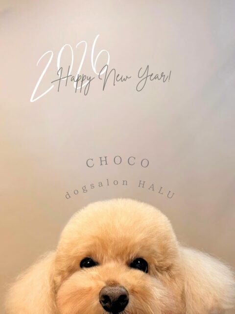 .
◎チョコちゃん
✦┈┈┈┈┈┈┈┈┈┈┈┈┈┈┈✦
@2ndgarden__withpets
ペットと一緒に撮影できる開放的な路面スタジオ
柔らかな光とナチュラルな世界観で
いつもの表情をちょっぴり特別に𓆸 𓈒𓏸
トリミング後にそのまま撮影もできます❅*॰ॱ
#トリミング#ドックサロン#相模原市#ひとりまー