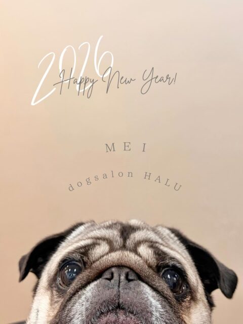 .
◎めいちゃん
✦┈┈┈┈┈┈┈┈┈┈┈┈┈┈┈✦
@2ndgarden__withpets
ペットと一緒に撮影できる開放的な路面スタジオ
柔らかな光とナチュラルな世界観で
いつもの表情をちょっぴり特別に𓆸 𓈒𓏸
トリミング後にそのまま撮影もできます❅*॰ॱ
#トリミング#ドックサロン#相模原市#ひとりまー