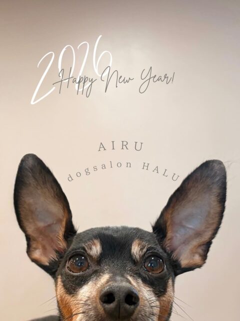 .
◎アイルちゃん
✦┈┈┈┈┈┈┈┈┈┈┈┈┈┈┈✦
@2ndgarden__withpets
ペットと一緒に撮影できる開放的な路面スタジオ
柔らかな光とナチュラルな世界観で
いつもの表情をちょっぴり特別に𓆸 𓈒𓏸
トリミング後にそのまま撮影もできます❅*॰ॱ
#トリミング#ドックサロン#相模原市#ひとりまー