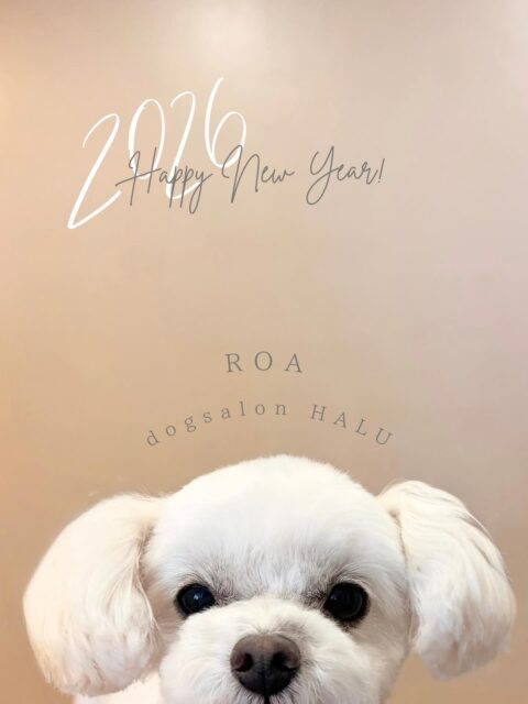 .
◎ロアちゃん
✦┈┈┈┈┈┈┈┈┈┈┈┈┈┈┈✦
@2ndgarden__withpets
ペットと一緒に撮影できる開放的な路面スタジオ
柔らかな光とナチュラルな世界観で
いつもの表情をちょっぴり特別に𓆸 𓈒𓏸
トリミング後にそのまま撮影もできます❅*॰ॱ
#トリミング#ドックサロン#相模原市#ひとりまー