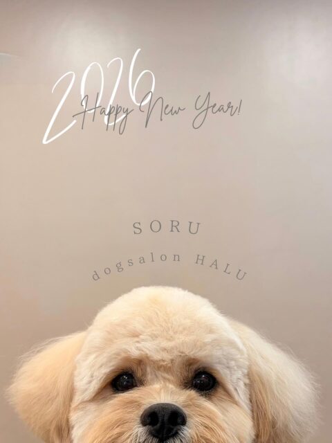 .
◎ソルちゃん
✦┈┈┈┈┈┈┈┈┈┈┈┈┈┈┈✦
@2ndgarden__withpets
ペットと一緒に撮影できる開放的な路面スタジオ
柔らかな光とナチュラルな世界観で
いつもの表情をちょっぴり特別に𓆸 𓈒𓏸
トリミング後にそのまま撮影もできます❅*॰ॱ
#トリミング#ドックサロン#相模原市#ひとりまー