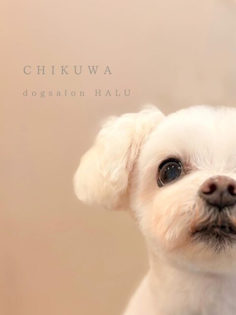 .

◎ちくわちゃん

✦┈┈┈┈┈┈┈┈┈┈┈┈┈┈┈✦

@2ndgarden__withpets 

ペットと一緒に撮影できる開放的な路面スタジオ
柔らかな光とナチュラルな世界観で
いつもの表情をちょっぴり特別に𓆸 𓈒𓏸

トリミング後にそのまま撮影もできます❅*॰ॱ

#トリミング#ドックサロン#相模原市#ひとりまー