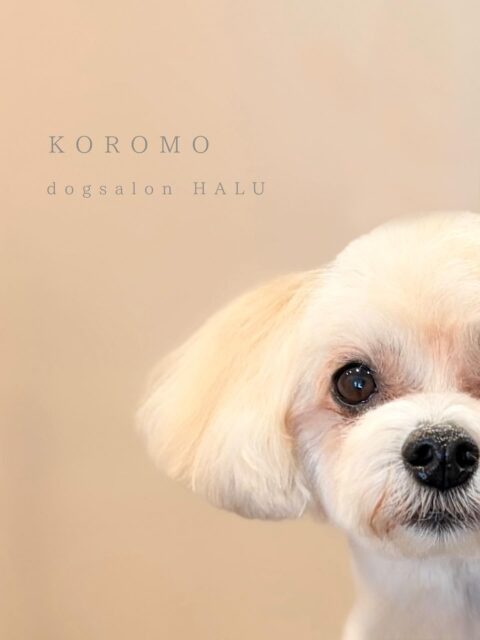 .

◎ころもちゃん

✦┈┈┈┈┈┈┈┈┈┈┈┈┈┈┈✦

@2ndgarden__withpets 

ペットと一緒に撮影できる開放的な路面スタジオ
柔らかな光とナチュラルな世界観で
いつもの表情をちょっぴり特別に𓆸 𓈒𓏸

トリミング後にそのまま撮影もできます❅*॰ॱ

#トリミング#ドックサロン#相模原市#ひとりまー