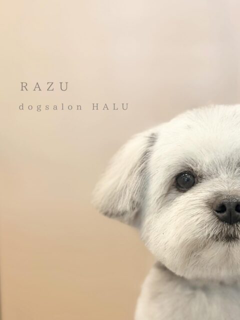 .

◎ラズちゃん

デンタルケア

✦┈┈┈┈┈┈┈┈┈┈┈┈┈┈┈✦

@2ndgarden__withpets 

ペットと一緒に撮影できる開放的な路面スタジオ
柔らかな光とナチュラルな世界観で
いつもの表情をちょっぴり特別に𓆸 𓈒𓏸

トリミング後にそのまま撮影もできます❅*॰ॱ

#トリミング#ドックサロン#相模原市#ひとりまー