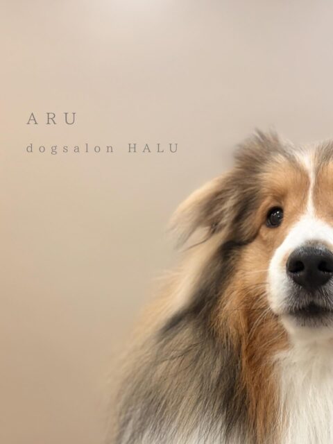 .

◎アルちゃん

✦┈┈┈┈┈┈┈┈┈┈┈┈┈┈┈✦

@2ndgarden__withpets 

ペットと一緒に撮影できる開放的な路面スタジオ
柔らかな光とナチュラルな世界観で
いつもの表情をちょっぴり特別に𓆸 𓈒𓏸

トリミング後にそのまま撮影もできます❅*॰ॱ

#トリミング#ドックサロン#相模原市#ひとりまー