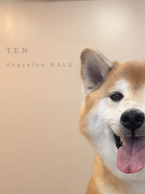 .

◎天ちゃん

✦┈┈┈┈┈┈┈┈┈┈┈┈┈┈┈✦

@2ndgarden__withpets 

ペットと一緒に撮影できる開放的な路面スタジオ
柔らかな光とナチュラルな世界観で
いつもの表情をちょっぴり特別に𓆸 𓈒𓏸

トリミング後にそのまま撮影もできます❅*॰ॱ

#トリミング#ドックサロン#相模原市#ひとりまー