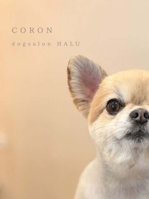 .

◎コロンちゃん

✦┈┈┈┈┈┈┈┈┈┈┈┈┈┈┈✦

@2ndgarden__withpets 

ペットと一緒に撮影できる開放的な路面スタジオ
柔らかな光とナチュラルな世界観で
いつもの表情をちょっぴり特別に𓆸 𓈒𓏸

トリミング後にそのまま撮影もできます❅*॰ॱ

#トリミング#ドックサロン#相模原市#ひとりまー