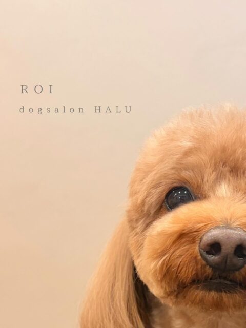 .

◎ロイちゃん

✦┈┈┈┈┈┈┈┈┈┈┈┈┈┈┈✦

@2ndgarden__withpets 

ペットと一緒に撮影できる開放的な路面スタジオ
柔らかな光とナチュラルな世界観で
いつもの表情をちょっぴり特別に𓆸 𓈒𓏸

トリミング後にそのまま撮影もできます❅*॰ॱ

#トリミング#ドックサロン#相模原市#ひとりまー#ダップー