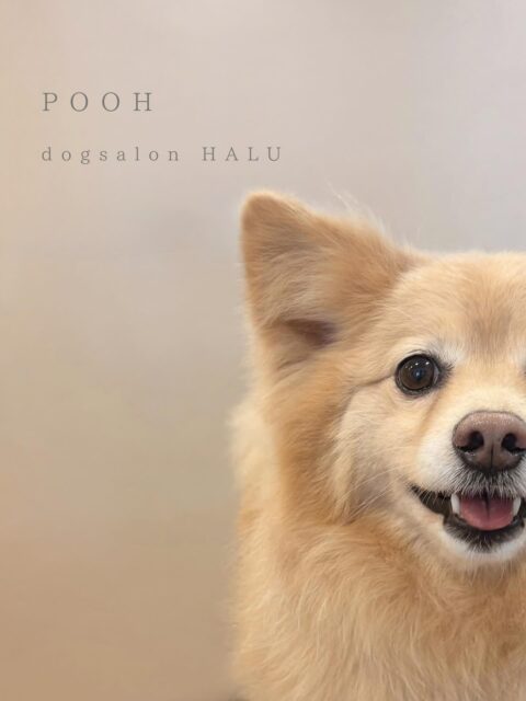 .

◎ぷぅちゃん

✦┈┈┈┈┈┈┈┈┈┈┈┈┈┈┈✦

@2ndgarden__withpets 

ペットと一緒に撮影できる開放的な路面スタジオ
柔らかな光とナチュラルな世界観で
いつもの表情をちょっぴり特別に𓆸 𓈒𓏸

トリミング後にそのまま撮影もできます❅*॰ॱ

#トリミング#ドックサロン#相模原市#ひとりまー