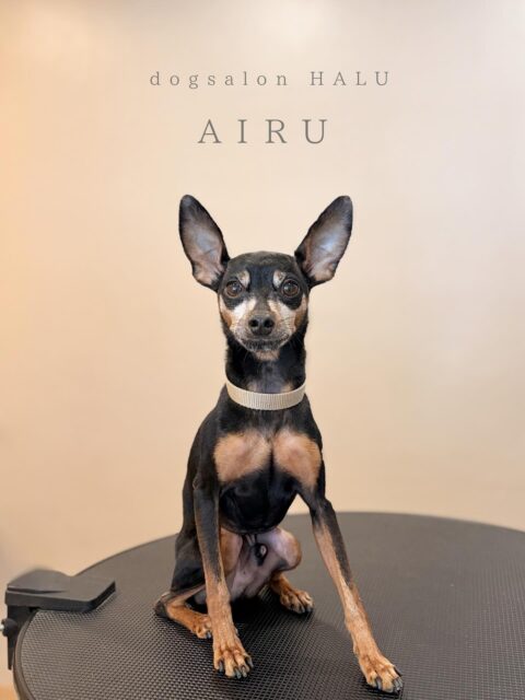 .

◎アイルちゃん

✦┈┈┈┈┈┈┈┈┈┈┈┈┈┈┈✦

@2ndgarden__withpets 

ペットと一緒に撮影できる開放的な路面スタジオ
柔らかな光とナチュラルな世界観で
いつもの表情をちょっぴり特別に𓆸 𓈒𓏸

トリミング後にそのまま撮影もできます❅*॰ॱ

#トリミング#ドックサロン#相模原市#ひとりまー