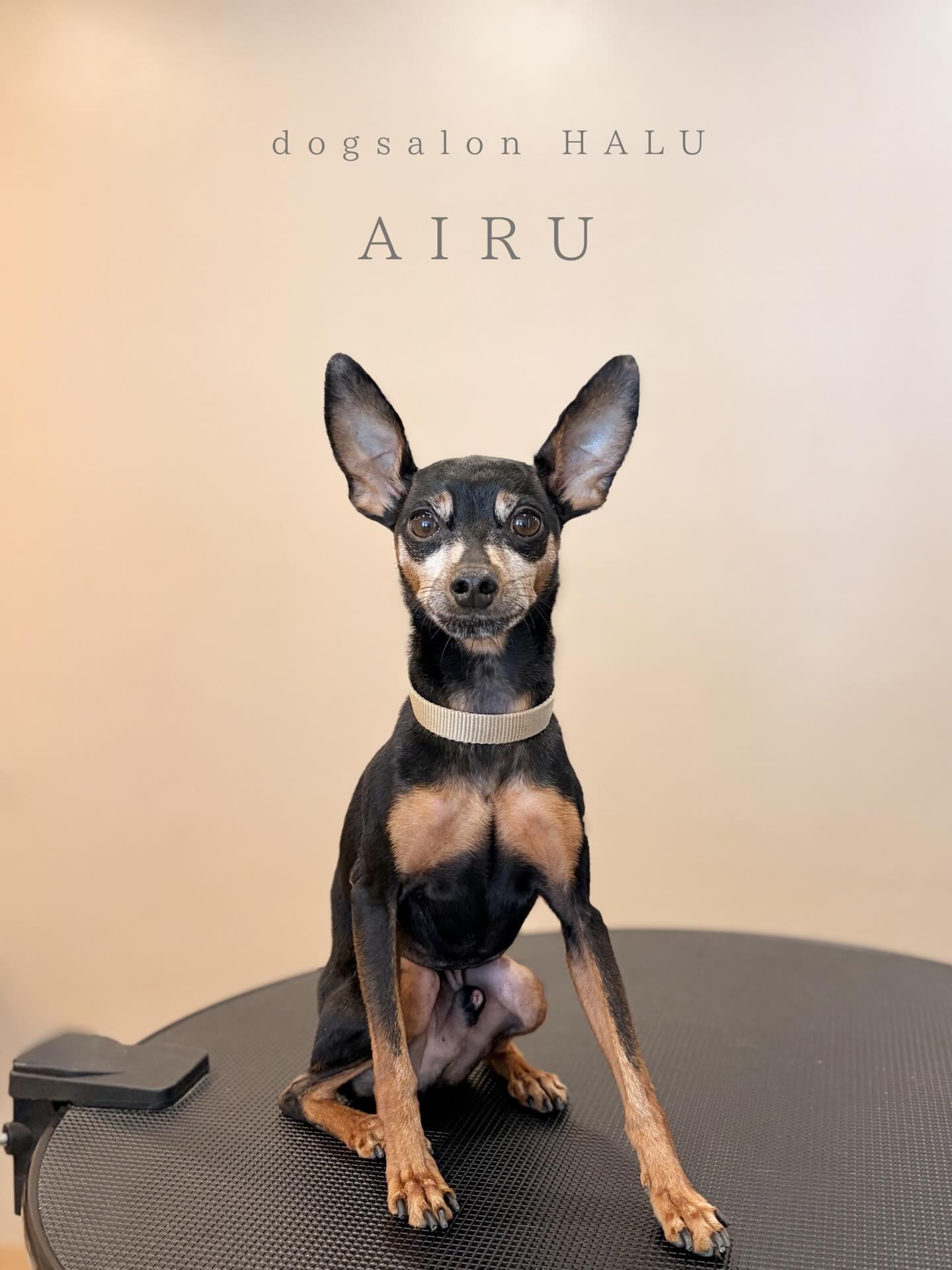 .

◎アイルちゃん

✦┈┈┈┈┈┈┈┈┈┈┈┈┈┈┈✦

@2ndgarden__withpets 

ペットと一緒に撮影できる開放的な路面スタジオ
柔らかな光とナチュラルな世界観で
いつもの表情をちょっぴり特別に𓆸 𓈒𓏸

トリミング後にそのまま撮影もできます❅*॰ॱ

#トリミング#ドックサロン#相模原市#ひとりまー