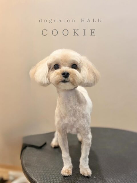 .

◎クッキーちゃん

✦┈┈┈┈┈┈┈┈┈┈┈┈┈┈┈✦

@2ndgarden__withpets 

ペットと一緒に撮影できる開放的な路面スタジオ
柔らかな光とナチュラルな世界観で
いつもの表情をちょっぴり特別に𓆸 𓈒𓏸

トリミング後にそのまま撮影もできます❅*॰ॱ

#トリミング#ドックサロン#相模原市#ひとりまー
