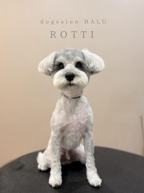 .

◎ロッティちゃん

✦┈┈┈┈┈┈┈┈┈┈┈┈┈┈┈✦

@2ndgarden__withpets 

ペットと一緒に撮影できる開放的な路面スタジオ
柔らかな光とナチュラルな世界観で
いつもの表情をちょっぴり特別に𓆸 𓈒𓏸

トリミング後にそのまま撮影もできます❅*॰ॱ

#トリミング#ドックサロン#相模原市#ひとりまー