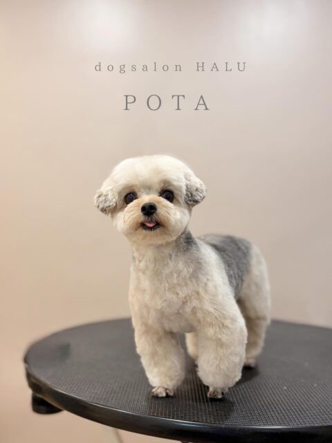 .

◎ぽたちゃん

✦┈┈┈┈┈┈┈┈┈┈┈┈┈┈┈✦

@2ndgarden__withpets 

ペットと一緒に撮影できる開放的な路面スタジオ
柔らかな光とナチュラルな世界観で
いつもの表情をちょっぴり特別に𓆸 𓈒𓏸

トリミング後にそのまま撮影もできます❅*॰ॱ

#トリミング#ドックサロン#相模原市#ひとりまー