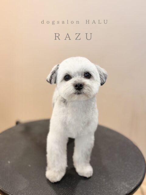 .

◎ラズちゃん

✦┈┈┈┈┈┈┈┈┈┈┈┈┈┈┈✦

@2ndgarden__withpets 

ペットと一緒に撮影できる開放的な路面スタジオ
柔らかな光とナチュラルな世界観で
いつもの表情をちょっぴり特別に𓆸 𓈒𓏸

トリミング後にそのまま撮影もできます❅*॰ॱ

#トリミング#ドックサロン#相模原市#ひとりまー