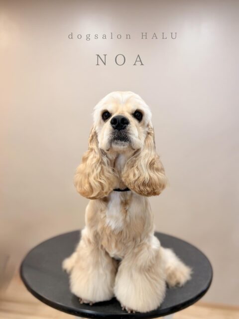 .

◎ノアちゃん

✦┈┈┈┈┈┈┈┈┈┈┈┈┈┈┈✦

@2ndgarden__withpets 

ペットと一緒に撮影できる開放的な路面スタジオ
柔らかな光とナチュラルな世界観で
いつもの表情をちょっぴり特別に𓆸 𓈒𓏸

トリミング後にそのまま撮影もできます❅*॰ॱ

#トリミング#ドックサロン#相模原市#ひとりまー