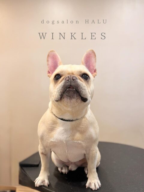 .

◎ウィンクルスちゃん

✦┈┈┈┈┈┈┈┈┈┈┈┈┈┈┈✦

@2ndgarden__withpets 

ペットと一緒に撮影できる開放的な路面スタジオ
柔らかな光とナチュラルな世界観で
いつもの表情をちょっぴり特別に𓆸 𓈒𓏸

トリミング後にそのまま撮影もできます❅*॰ॱ

#トリミング#ドックサロン#相模原市#ひとりまー