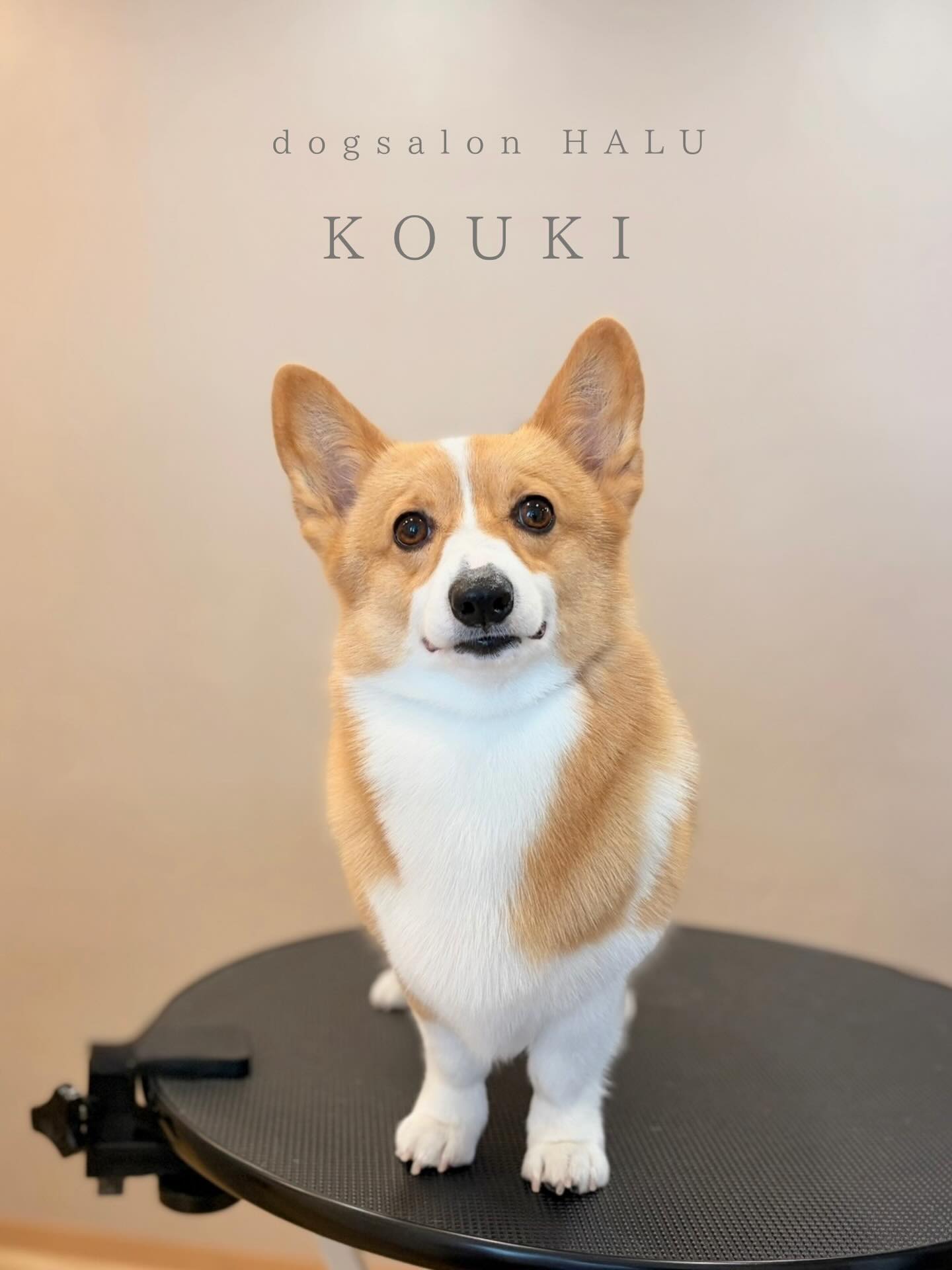 .

◎光輝ちゃん

✦┈┈┈┈┈┈┈┈┈┈┈┈┈┈┈✦

@2ndgarden__withpets 

ペットと一緒に撮影できる開放的な路面スタジオ
柔らかな光とナチュラルな世界観で
いつもの表情をちょっぴり特別に𓆸 𓈒𓏸

トリミング後にそのまま撮影もできます❅*॰ॱ

#トリミング#ドックサロン#相模原市#ひとりまー