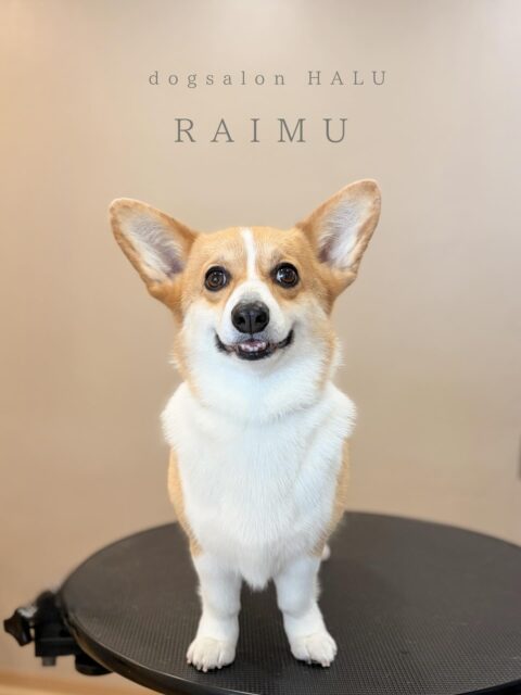 .

◎ライムちゃん

✦┈┈┈┈┈┈┈┈┈┈┈┈┈┈┈✦

@2ndgarden__withpets 

ペットと一緒に撮影できる開放的な路面スタジオ
柔らかな光とナチュラルな世界観で
いつもの表情をちょっぴり特別に𓆸 𓈒𓏸

トリミング後にそのまま撮影もできます❅*॰ॱ

#トリミング#ドックサロン#相模原市#ひとりまー