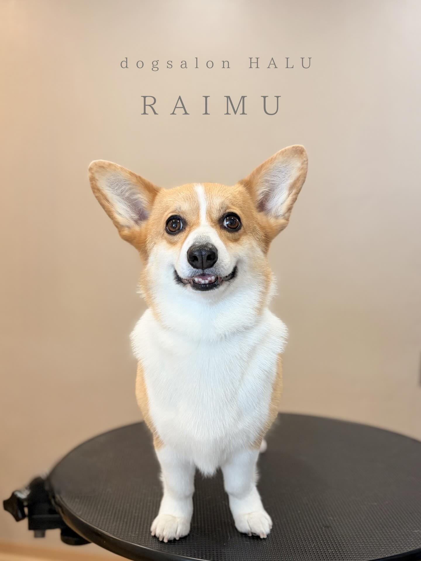 .

◎ライムちゃん

✦┈┈┈┈┈┈┈┈┈┈┈┈┈┈┈✦

@2ndgarden__withpets 

ペットと一緒に撮影できる開放的な路面スタジオ
柔らかな光とナチュラルな世界観で
いつもの表情をちょっぴり特別に𓆸 𓈒𓏸

トリミング後にそのまま撮影もできます❅*॰ॱ

#トリミング#ドックサロン#相模原市#ひとりまー